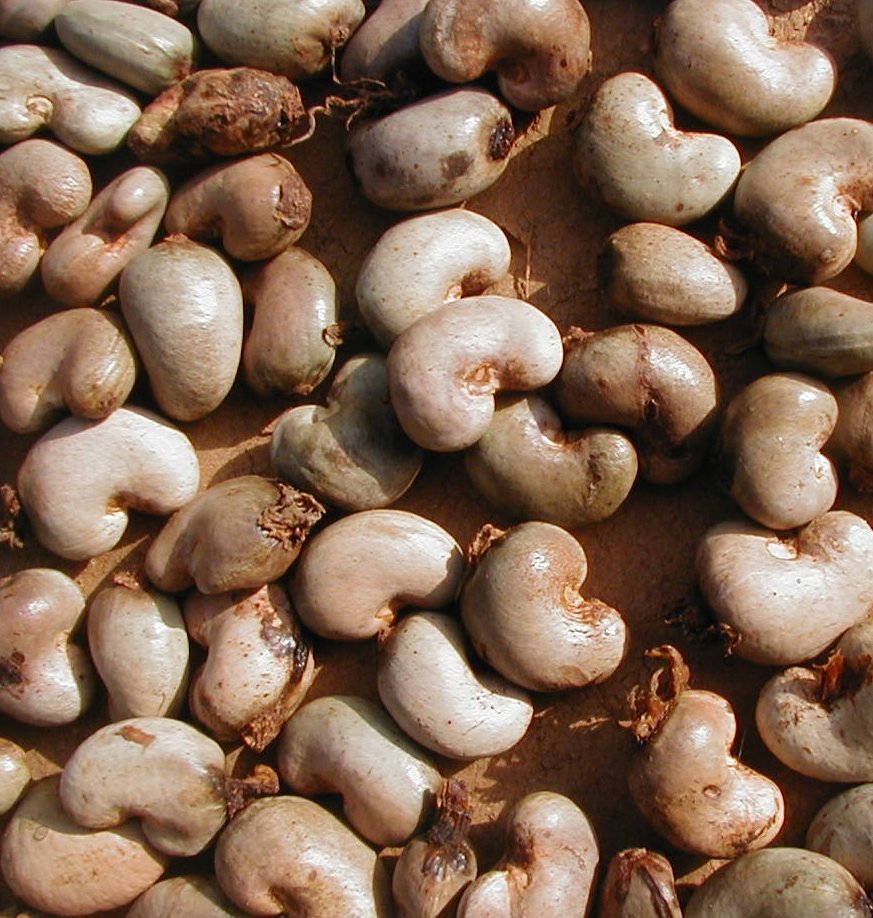 Cashews